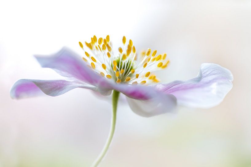 Wood Anemone, Mandy Disher by 1x