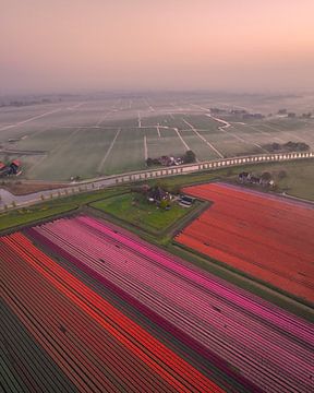 Spring colours in the Polder - Tulip fields in Soft Morning Light by Ewold Kooistra