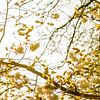 Sfeervol lente van Photography by Karim