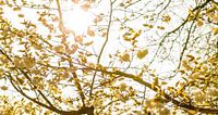 Sfeervol lente