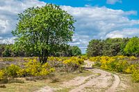 Hilversumse Heide