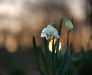 Blumen Teil 255