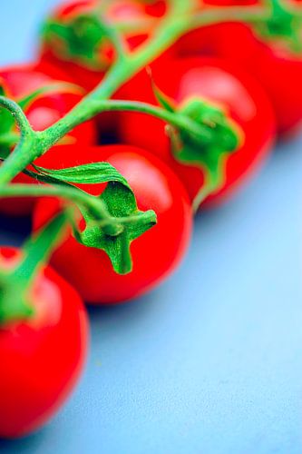 Felle rode trostomaten aan tak met blauwe achtergrond