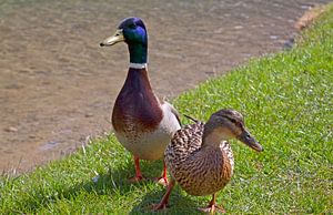 Zwei Enten