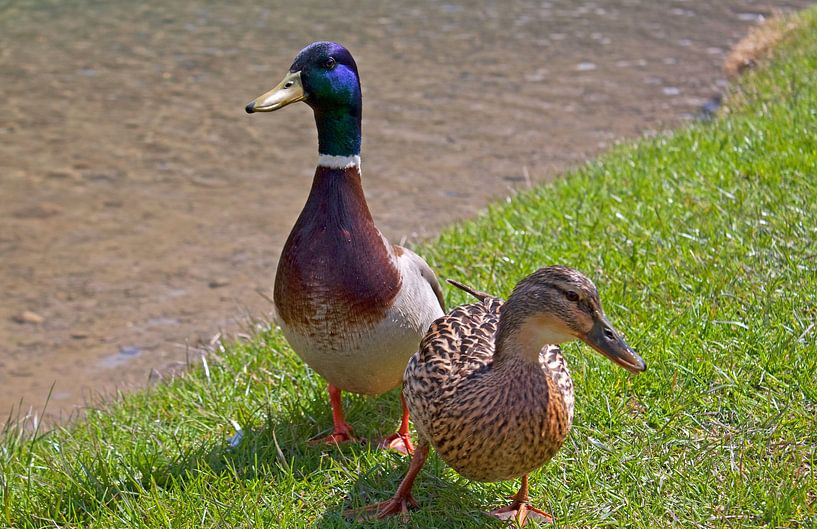 Zwei Enten von Christa Kramer