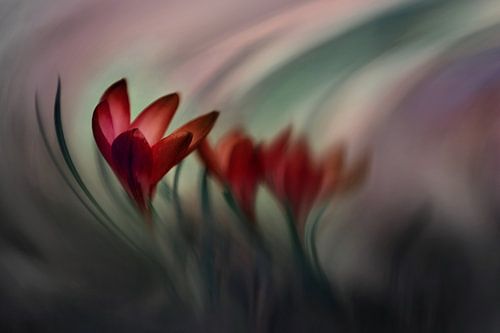 Krokus von Doris Reindl