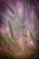 Cereals in the dream light