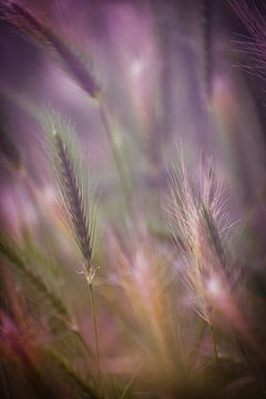 Cereals in the dream light by Robby's fotografie
