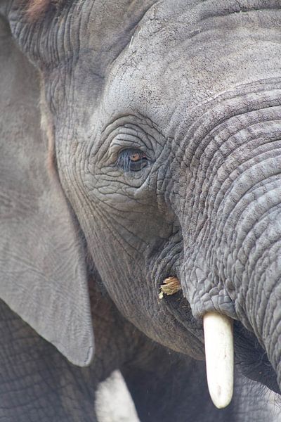 olifant by marijke servaes