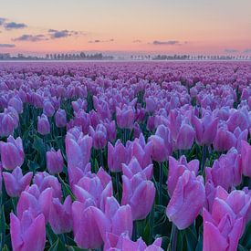 Goeree Overflakkee - Tulips as far as the eye can see by Frank Smit Fotografie