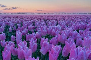 Goeree Overflakkee - Tulpen zover het oog reikt van Frank Smit Fotografie