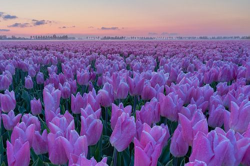 Goeree Overflakkee - Tulpen zover het oog reikt