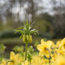 Gelbe Fritillaria von Lisette van Gameren