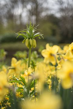 Gelbe Fritillaria von Lisette van Gameren
