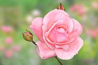 Roze roos van Jeannette Penris thumbnail