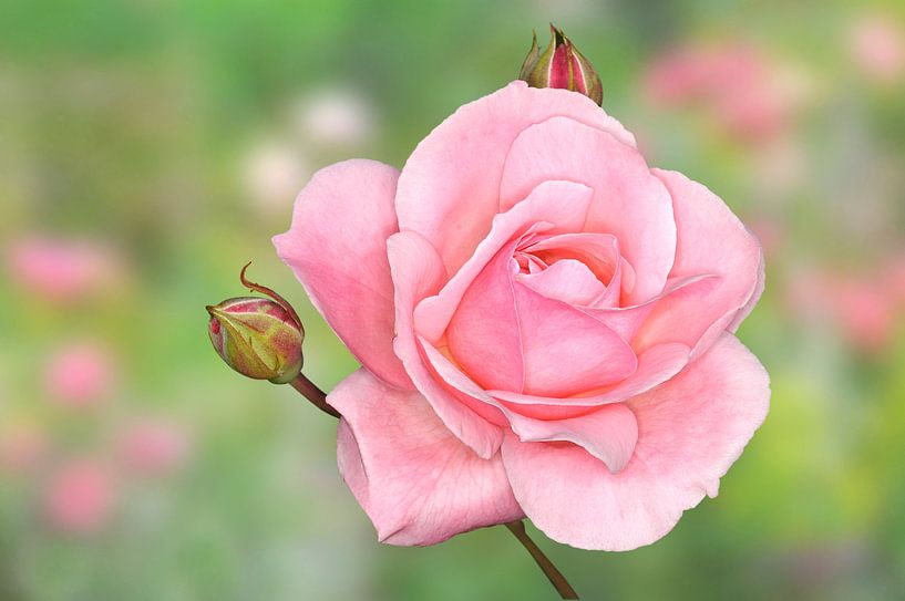 Roze roos van Jeannette Penris