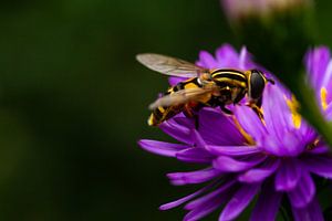 Schwebfliege auf der Suche nach Nektar auf lila Blume