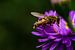 zweefvlieg op zoek naar nectar bij paarse bloem van Margriet Hulsker