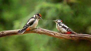 Vogels van Ema Erkens