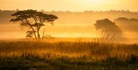 Die Veluwe wird bei einem nebligen Sonnenaufgang im Herbst golden
