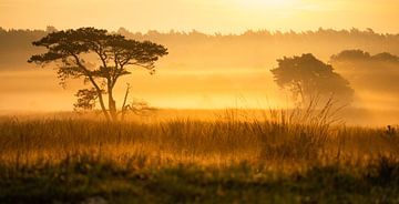 Veluwe kleurt goud tijdens een mistige zonsopkomst in de herfst van Bram Lubbers