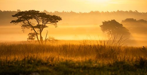 Veluwe turns gold during a misty autumn sunrise