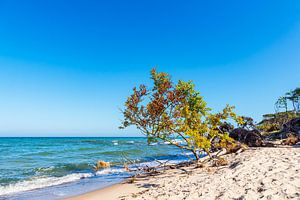 Umgestürzter Baum am Weststrand auf dem Fischland-Darß