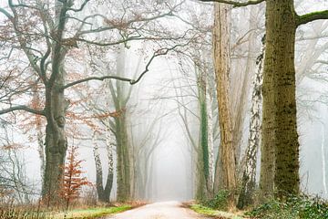 Misti sur Lars van de Goor