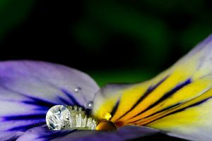 Raindrops on a winter Pansy van Marlies Prieckaerts