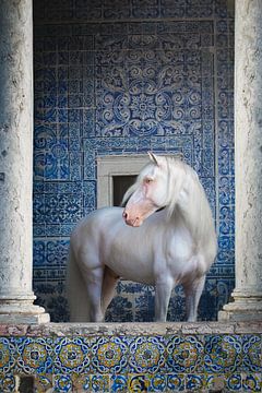 Cheval blanc dans un monastère portugais | tuiles bleues | photographie de cheval sur Laura Dijkslag