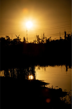 Zonsopgang in Oostvaardersplassen
