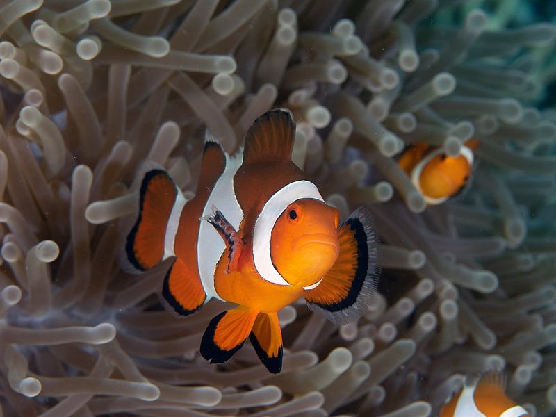 Poisson-clown par Ilan Ben Tov