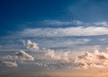 Vogel sur Johan Sneep