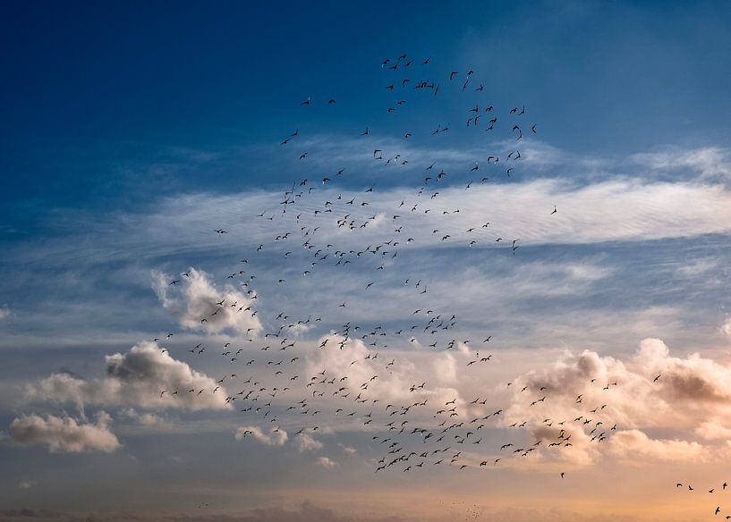 Vogel van Johan Sneep