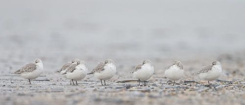 Sanderlings on the beach