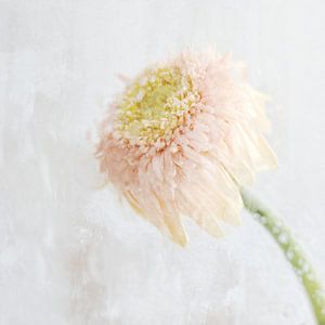 Gerbera