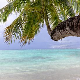 Palm tree by the ocean by Tilo Grellmann