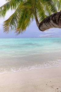 Palmboom bij de oceaan van Tilo Grellmann
