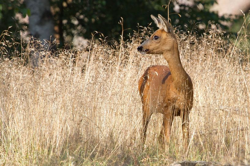 A roe deer is always alert by rene marcel originals