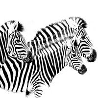 Stripes...