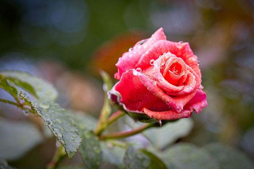 Red Rose after rainstorm by Rob Boon