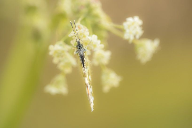 Orange tip by Moetwil en van Dijk - Fotografie