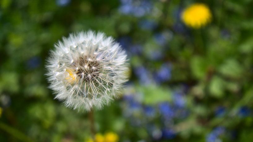 Gros plan d'une seule plante de pissenlit mûre (dandelion) par Timon Schneider