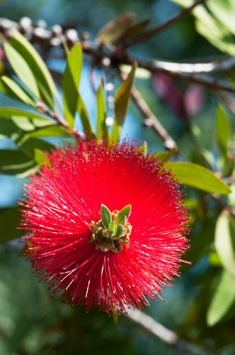 de rode lampenpoetser bloem