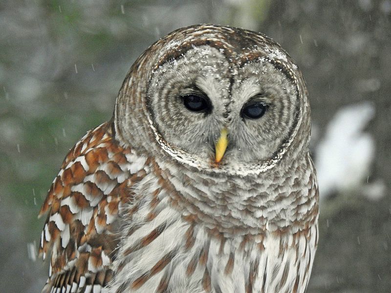 Majestic Owl by Hello Pompoyo