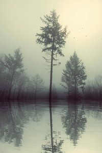 Marais - arbres et lac de forêt