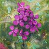 Lunaria (Judaspenning) van Maria Meester