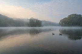 Des oies canadiennes pendant le lever du soleil dans le Cranenweyer
