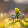 Tanz in den Frühling von Daniela Beyer