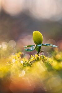 Tanz in den Frühling
